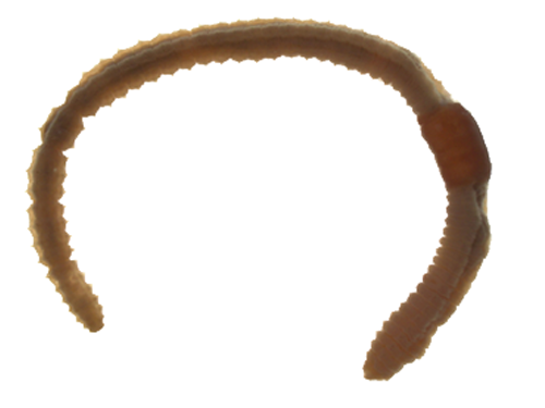 Aquatic Earthworm